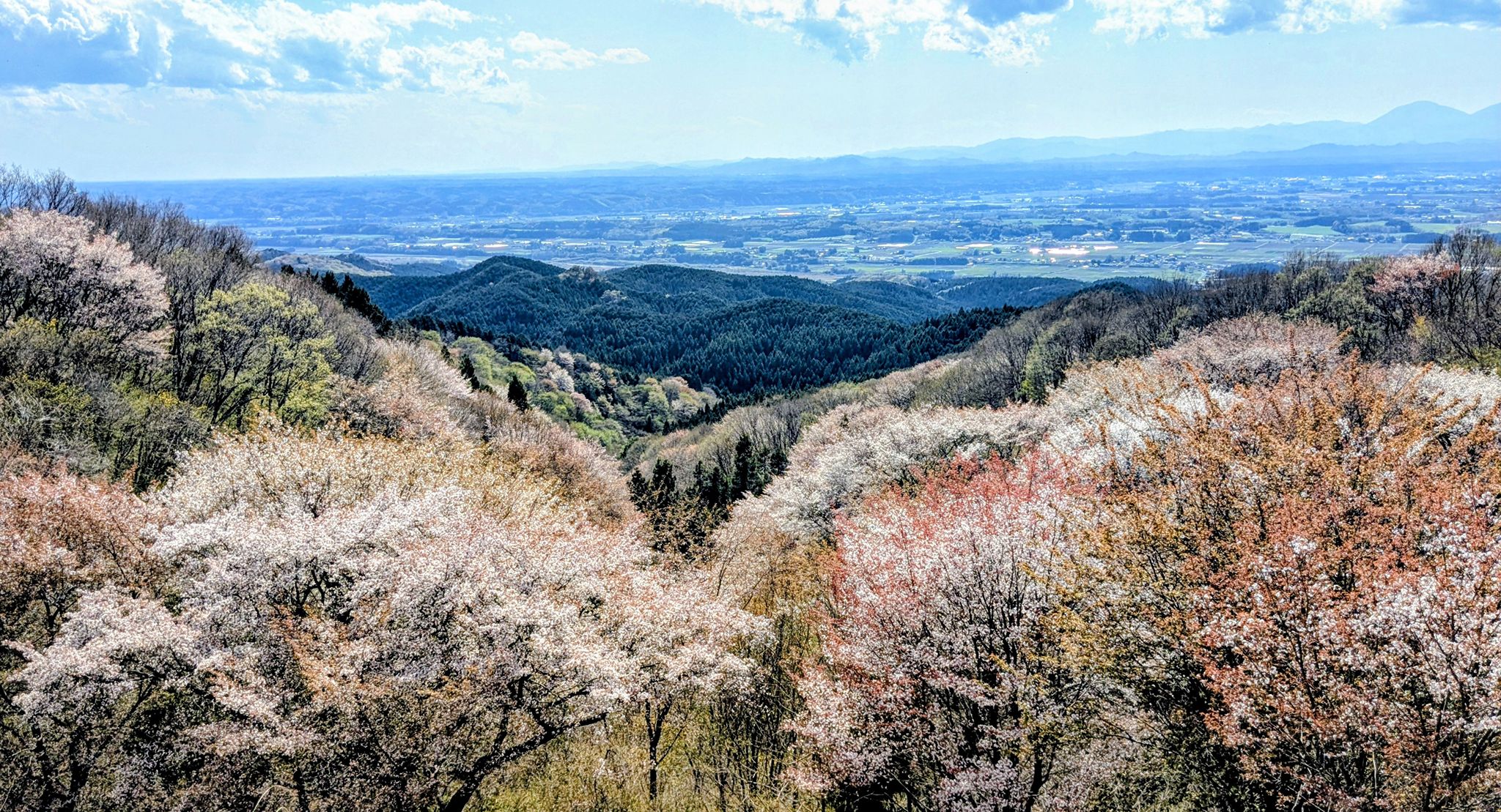山からの眺望 御亭山からの眺望！今週が見頃です！ – 栃木県議会議員 池田 忠